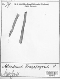 Puccinia hysterium image
